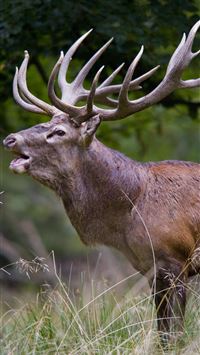 chevrotains wallpaper