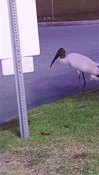 chevrotains wallpaper