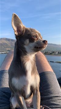 landorus hd wallpaper