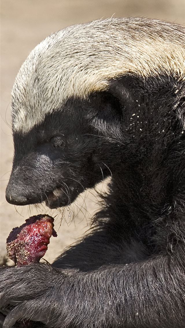 1284x2778 stink badgers -  iPhone Wallpaper