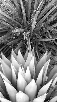 litwick hd wallpaper