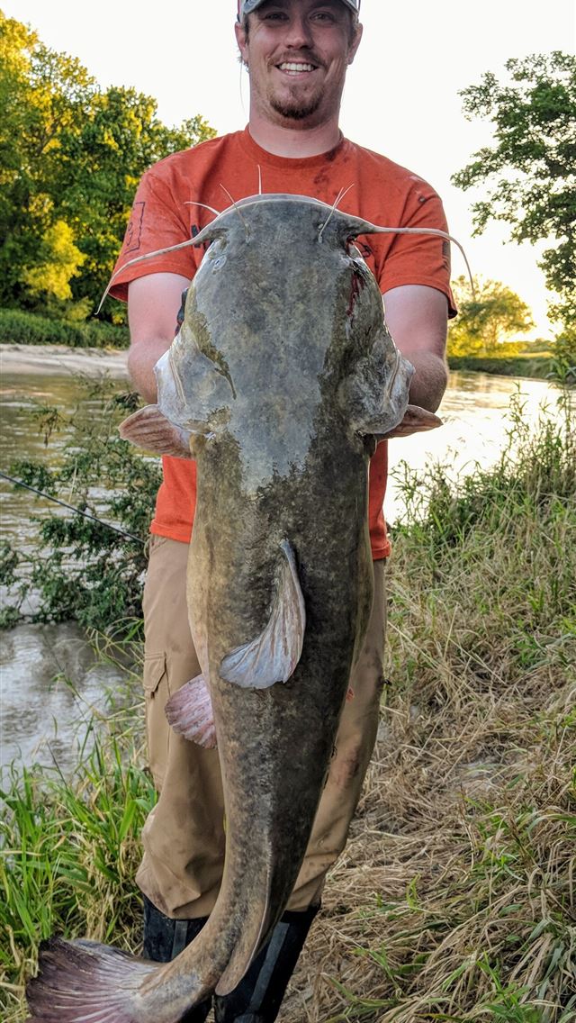 1284x2778 wels catfish - wels catfish iPhone Wallpaper