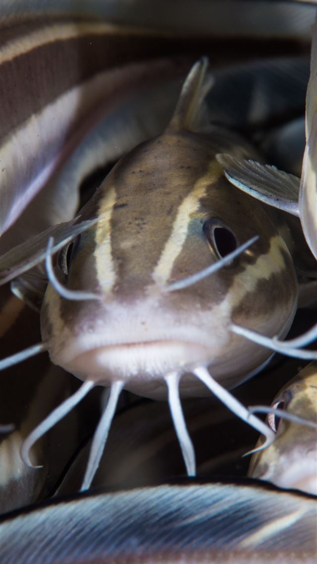 1284x2778 wels catfish - wels catfish iPhone Wallpaper