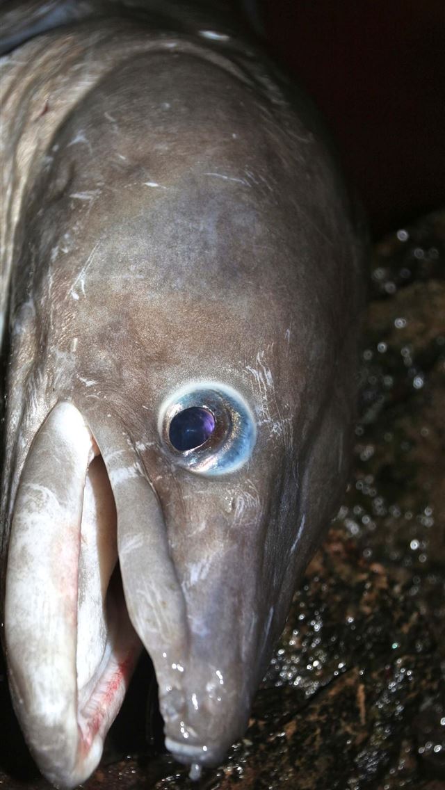 1284x2778 wels catfish - wels catfish iPhone Wallpaper