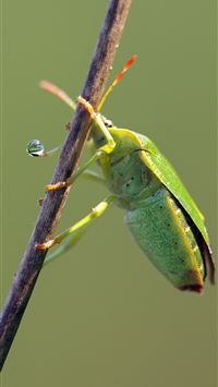 stink bugs wallpaper