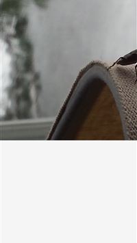 stink bugs wallpaper