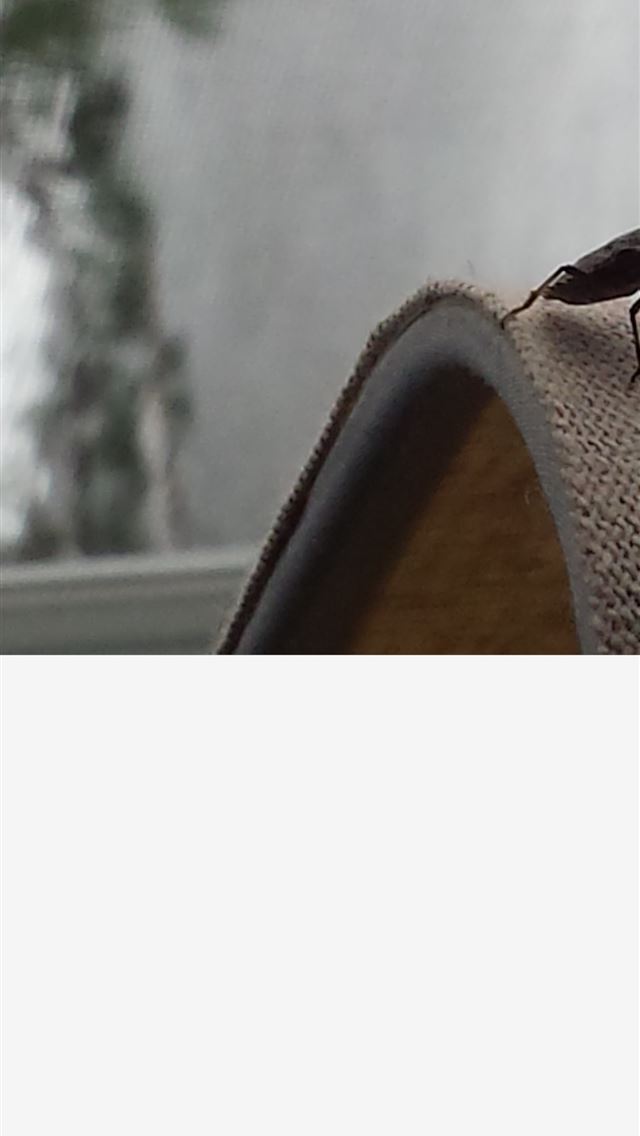 1284x2778 stink bugs - stink bugs iPhone Wallpaper