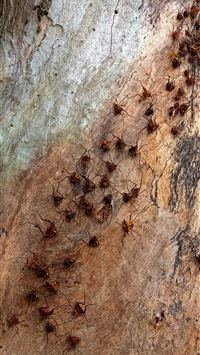 stink bugs wallpaper