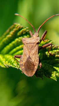 stink bugs wallpaper
