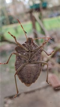 stink bugs wallpaper