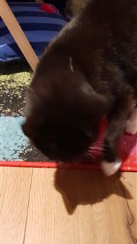 heliolisk hd wallpaper