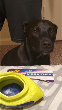 poochyena hd wallpaper