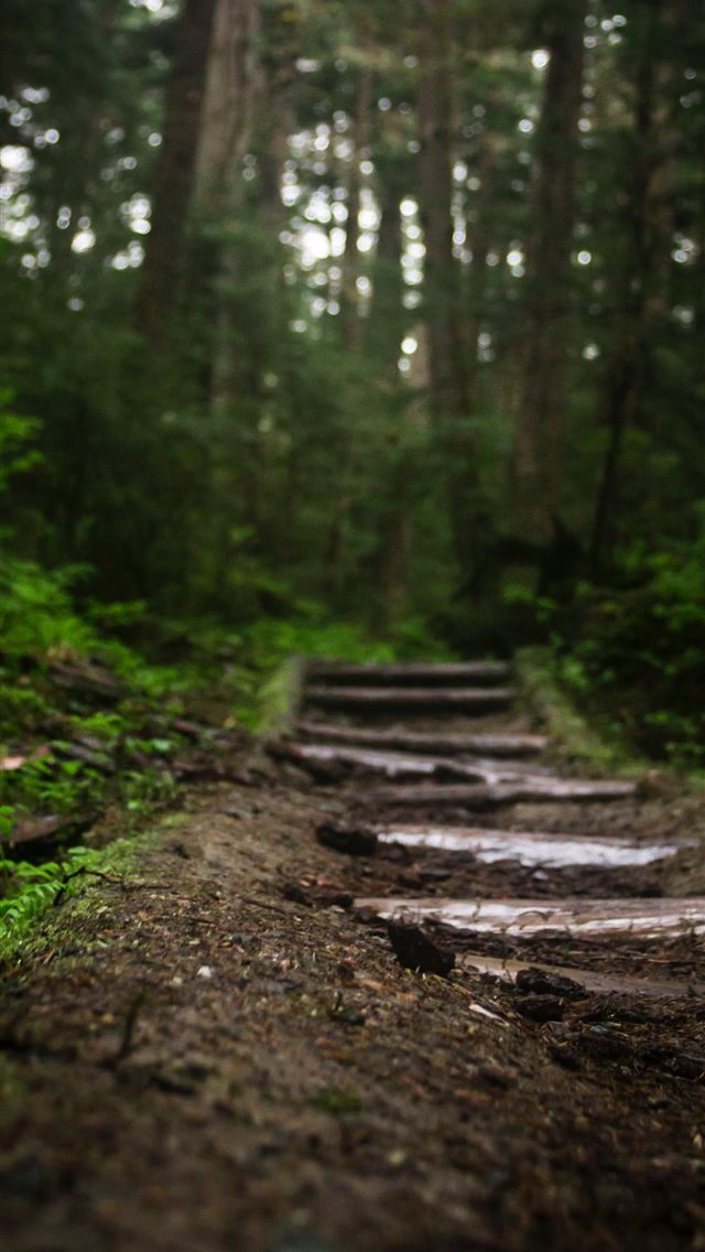 1284x2778 worms eyeview of green trees - forest iPhone Wallpaper