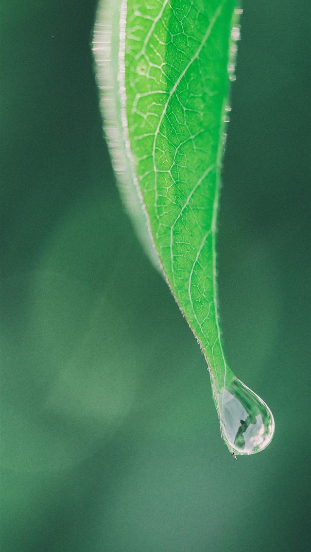 1284x2778 photography of green leaf - leaf iPhone Wallpaper