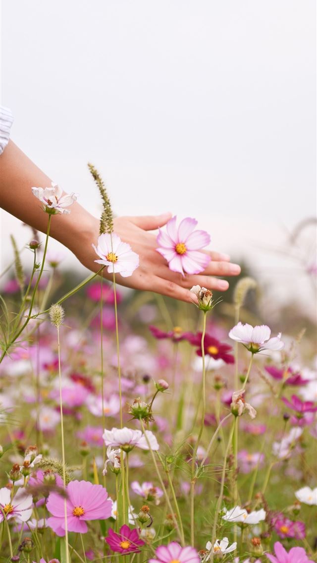 1284x2778 woman holding pink petaled flower - south korea iPhone Wallpaper