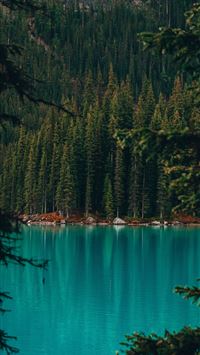 trees near body of water wallpaper