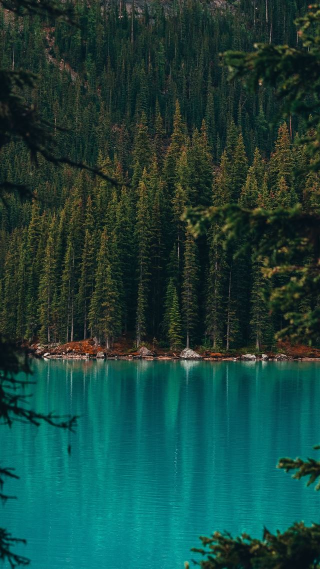 1284x2778 trees near body of water - lake iPhone Wallpaper