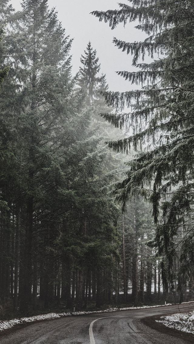1284x2778 pine trees beside asphalt road - serbia iPhone Wallpaper