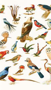 Latest Birds iPhone HD Wallpapers - iLikeWallpaper