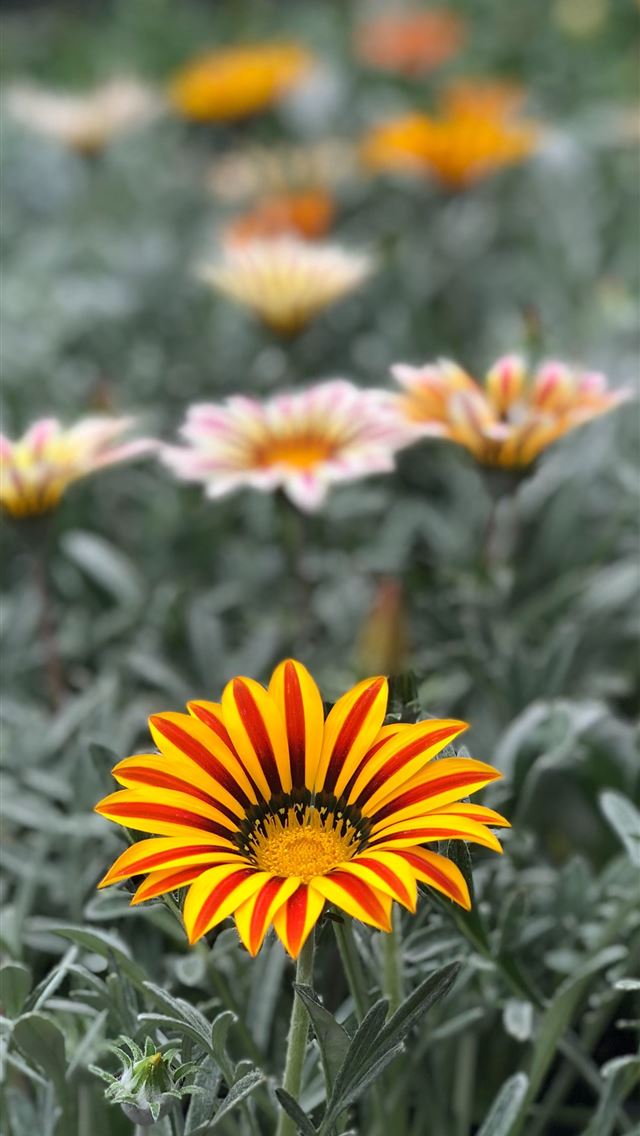 1284x2778 yellow petaled flower - beautiful iPhone Wallpaper