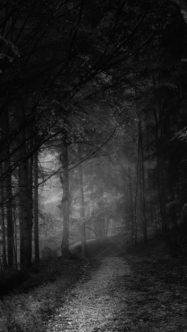 1284x2778 grayscale photo of trees and pathway - tree iPhone Wallpaper