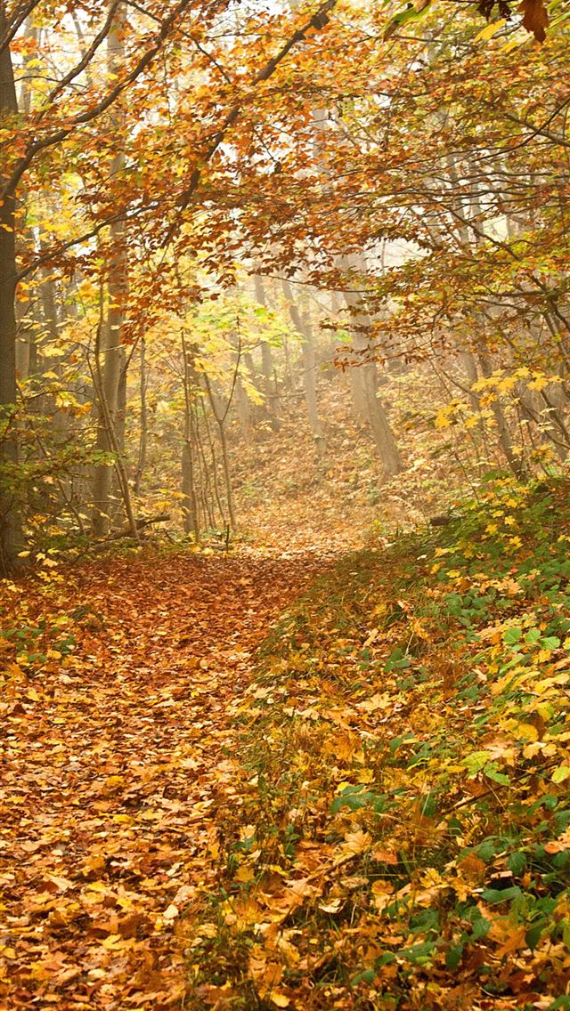 1284x2778 autumn leafed trees - deutschland iPhone Wallpaper