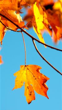 shallow photography of maple leaf wallpaper
