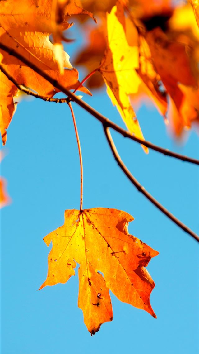 1284x2778 shallow photography of maple leaf - north carolina iPhone Wallpaper