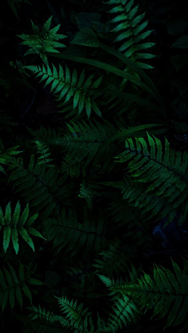 1284x2778 green plants - tree iPhone Wallpaper