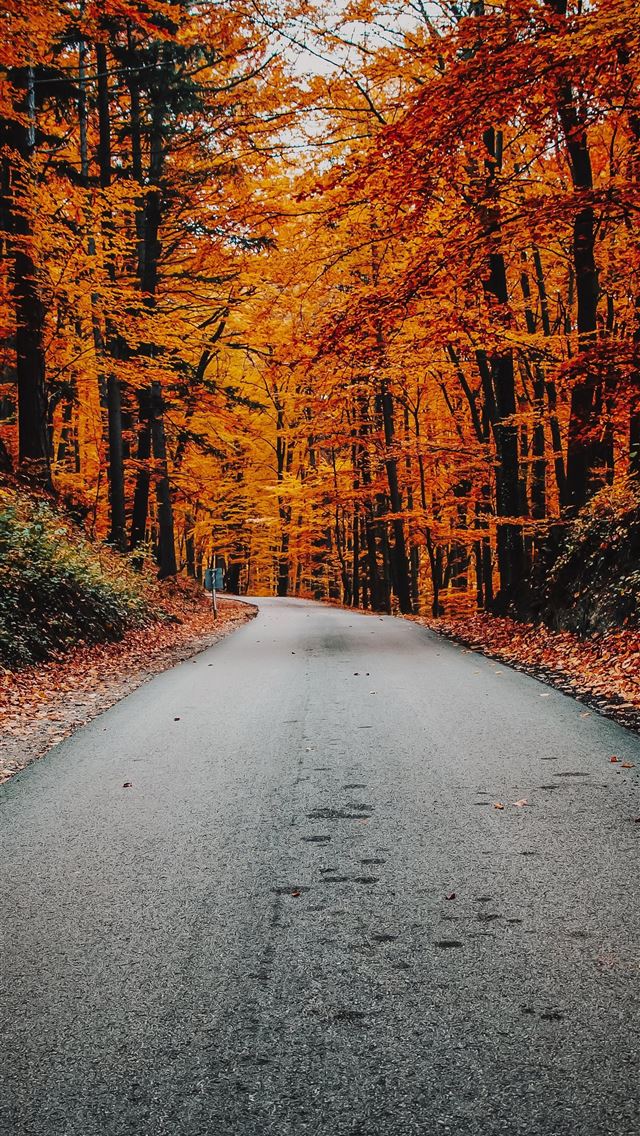 1284x2778 concrete road in forest - hungary iPhone Wallpaper