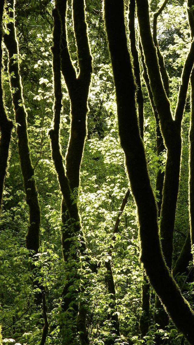 1284x2778 tree lot - jungle iPhone Wallpaper