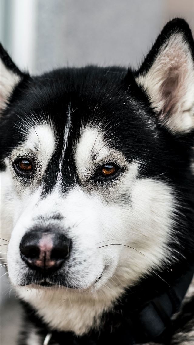 1284x2778 close up photo of black and white Siberian husky d... - cartoon iPhone Wallpaper