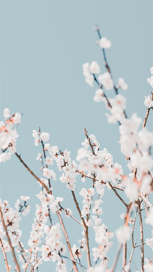1284x2778 white cherry blossom in close up photography - grey iPhone Wallpaper