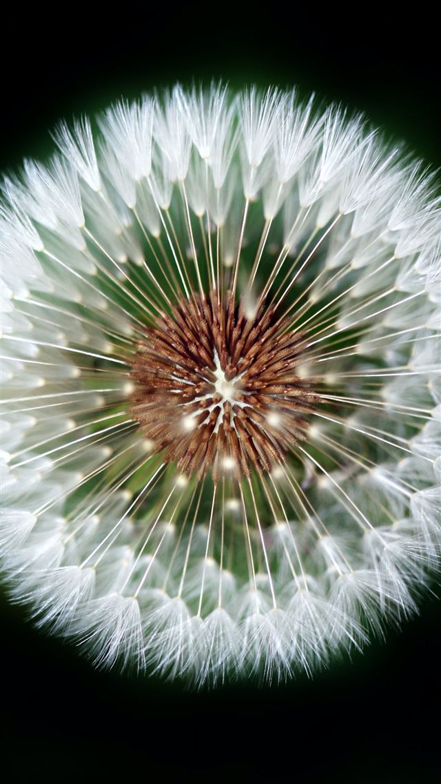 1284x2778 macro photography of dandelion - ukraine iPhone Wallpaper
