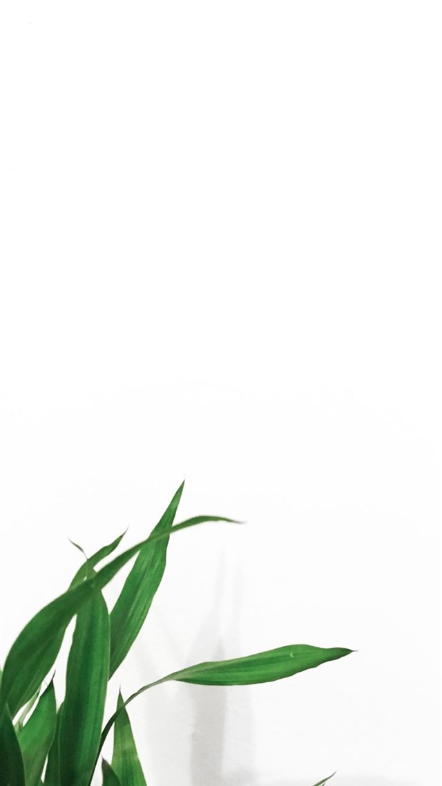 1284x2778 linear leaf plants near white wall - flower iPhone Wallpaper