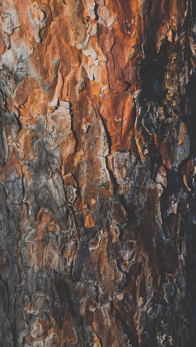 1284x2778 tree trunk - wood iPhone Wallpaper