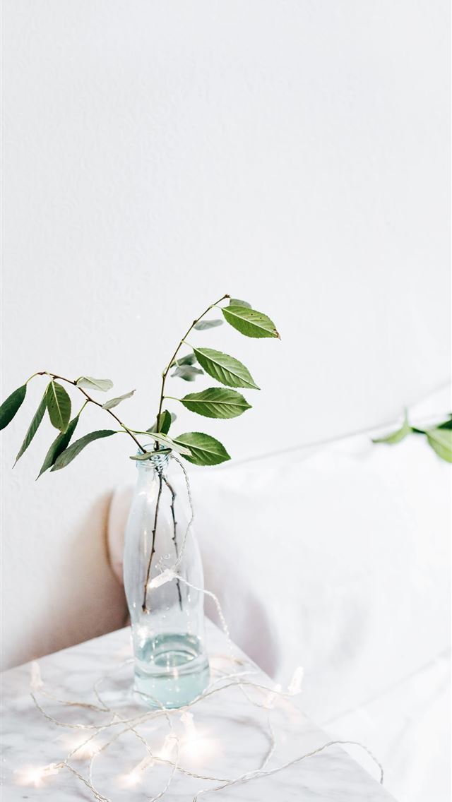 1284x2778 green leafed plant on vase on table - russia iPhone Wallpaper