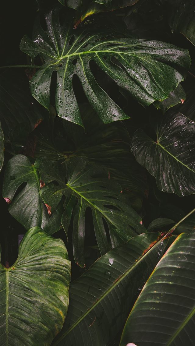 1284x2778 view of green leafed plants - green iPhone Wallpaper