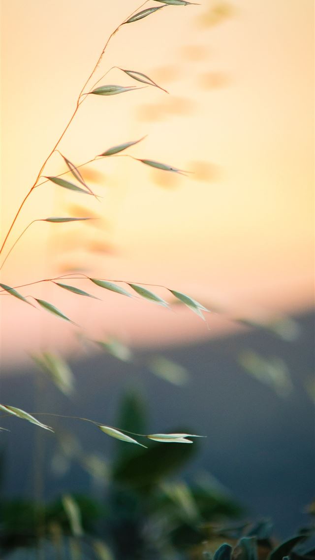 1284x2778 selective photography of green leafed plant - weed iPhone Wallpaper