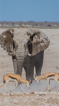 gray elephant near two deers wallpaper