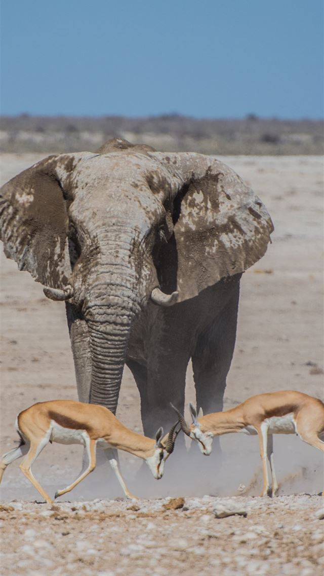 1284x2778 gray elephant near two deers - desert iPhone Wallpaper