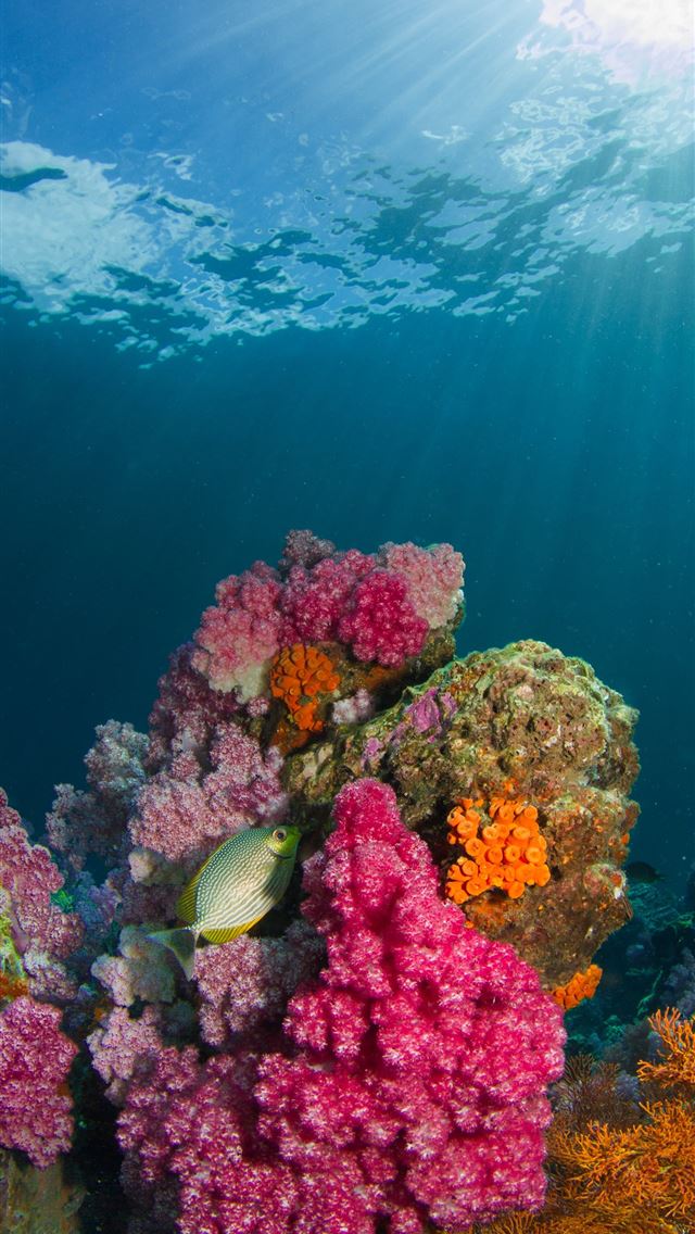 1284x2778 brown fish beside coral under body of water - thailand iPhone Wallpaper