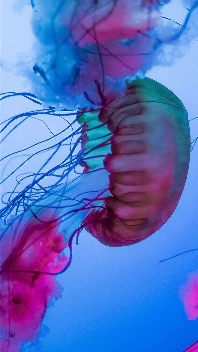 1284x2778 multicolored jelly fish - sea iPhone Wallpaper