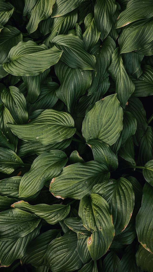 1284x2778 green leafed plans - canada iPhone Wallpaper