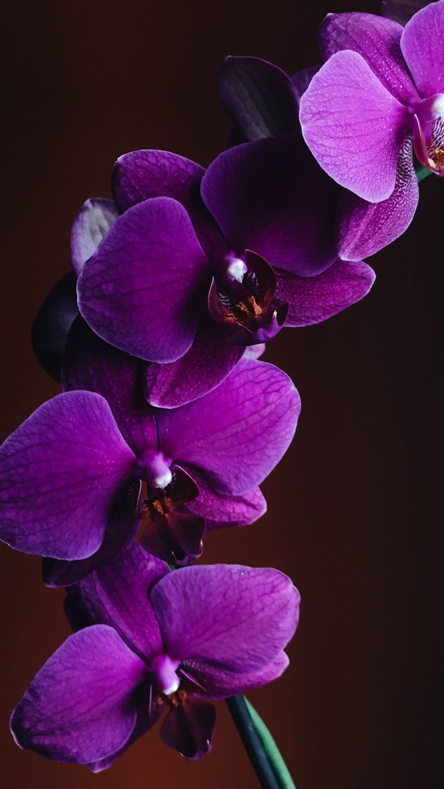 1284x2778 close up photo of purple Orchid flower - purple iPhone Wallpaper