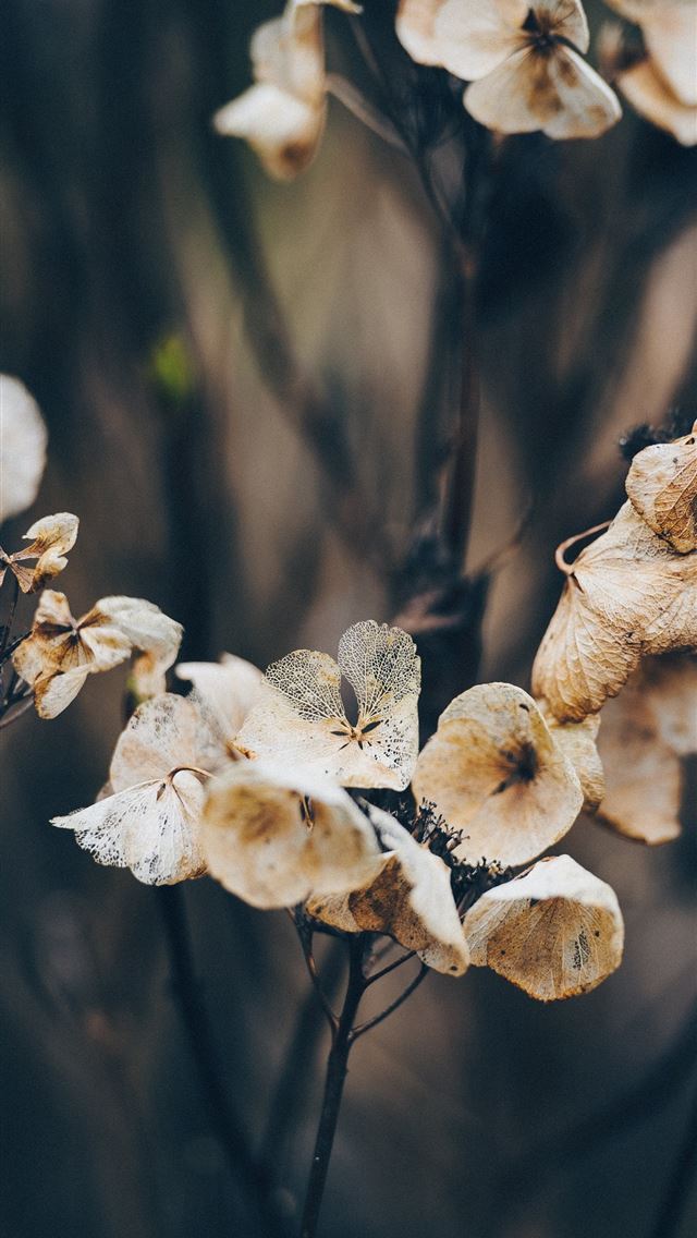 1284x2778 macro photography of dried flowers - floral iPhone Wallpaper
