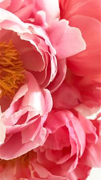 pink clustered petal flower wallpaper