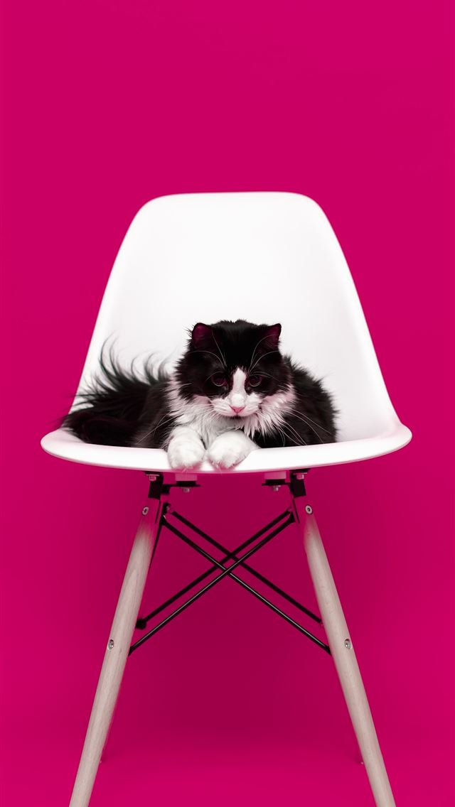 1284x2778 black and white cat - scott webb photography iPhone Wallpaper