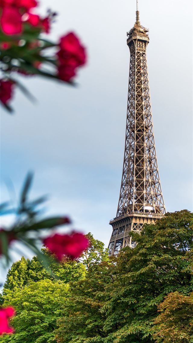 1284x2778 red flowers - france iPhone Wallpaper