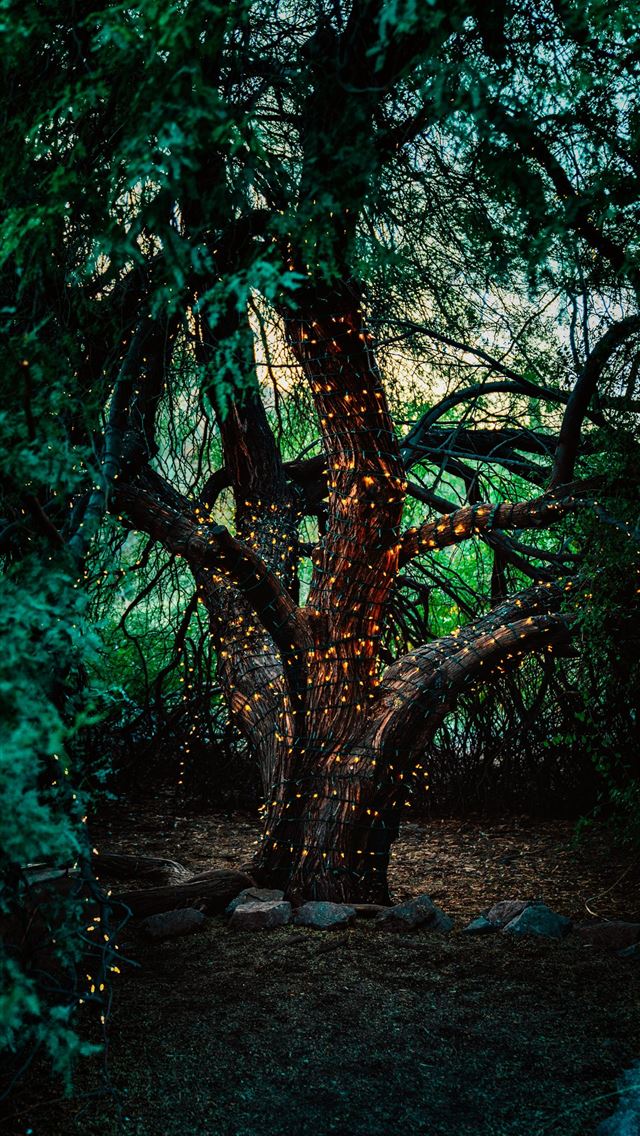 1284x2778 gray rocks on ground near green trees - scottsdale iPhone Wallpaper